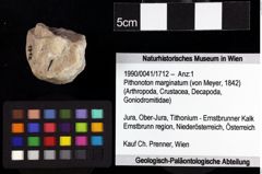 Foto (Objket + Etiketten) von Cyclothyreus sp. 